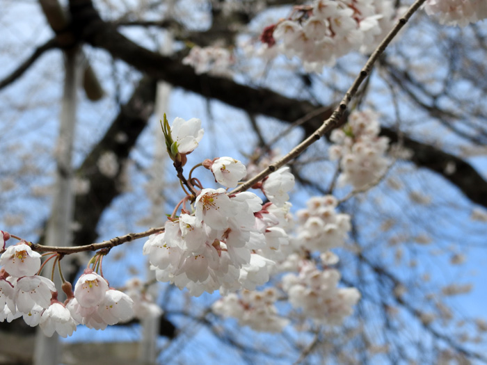 🌸🌸荘川桜🌸御母衣ダム湖岸に移植された2本の老桜🌸