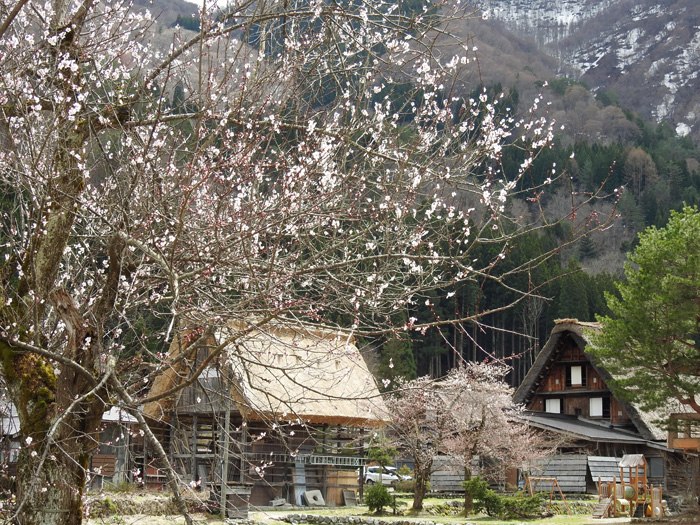 白川郷合掌造り集落🌸桜の開花🌸本格的な春の到来♪