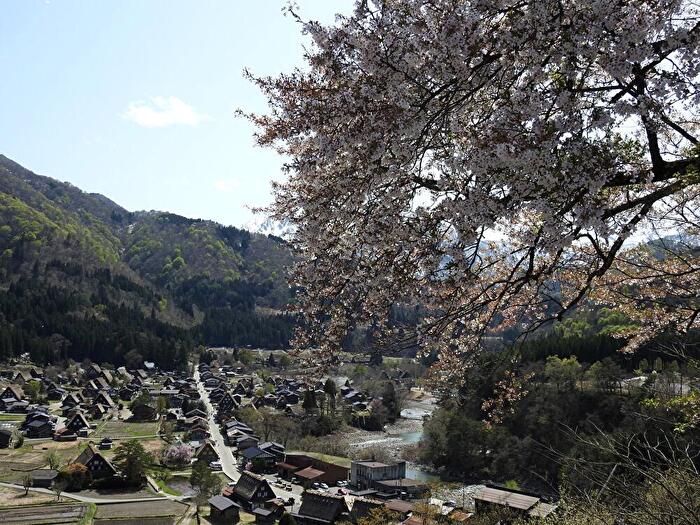 白川郷お出かけに最高の季節✨桜🌸お花見まだ楽しめます♪