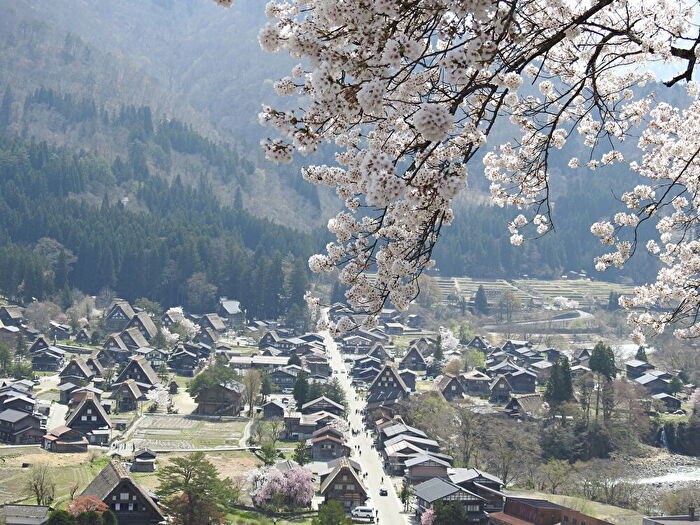 ２０２３年　白川郷の春🌸桜の開花見頃🌸